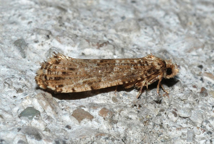 Tineidae:  Morophaga choragella